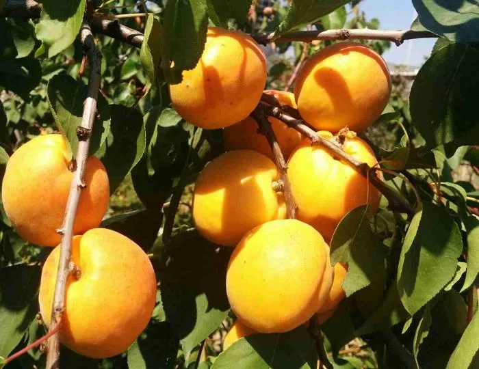 Абрикос Шалах