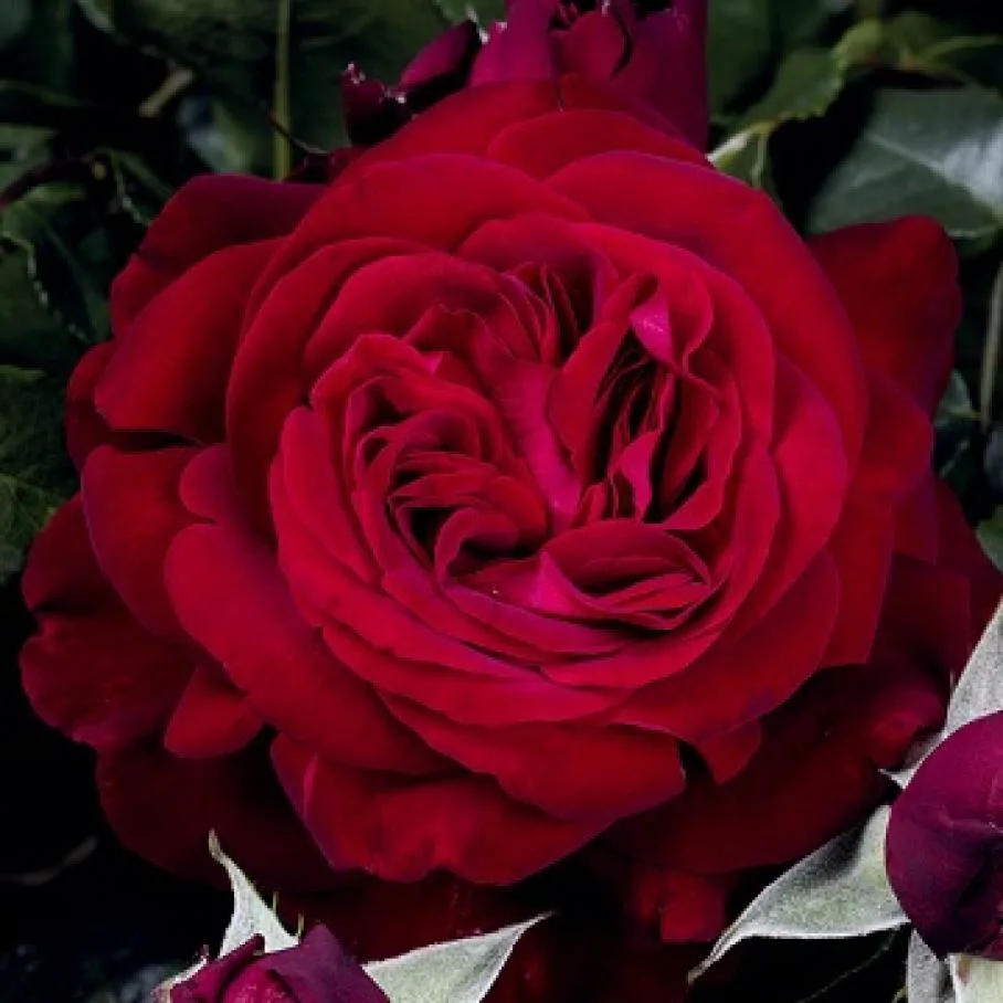 Адмирал (Admiral) Tantau Германия 2017