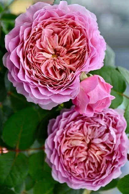 Айсфогель (Eisvogel)Tantau Германия 2016