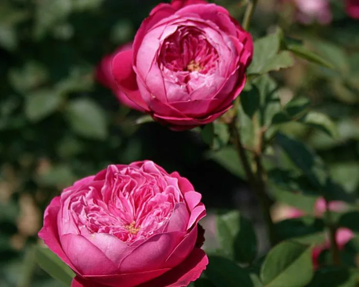 Акаемия (Accademia) Rose Barni Италия 2006