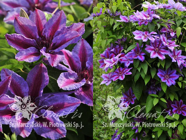 Akaishi (Акаиши)