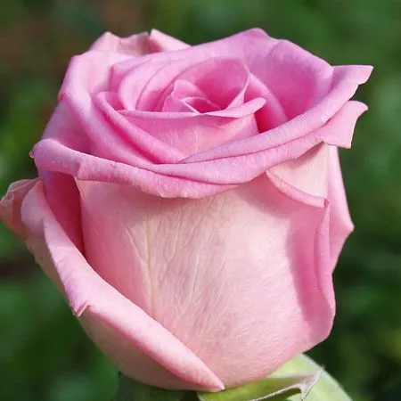 Аква (Aqua) Petrus Nicolaas Johannes Schreurs Нидерланды