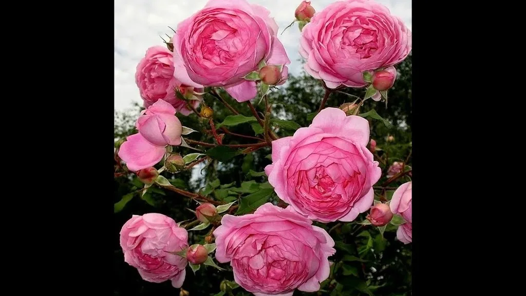 Алан Титчмарш (Alan Titchmarsh) Austin 2005