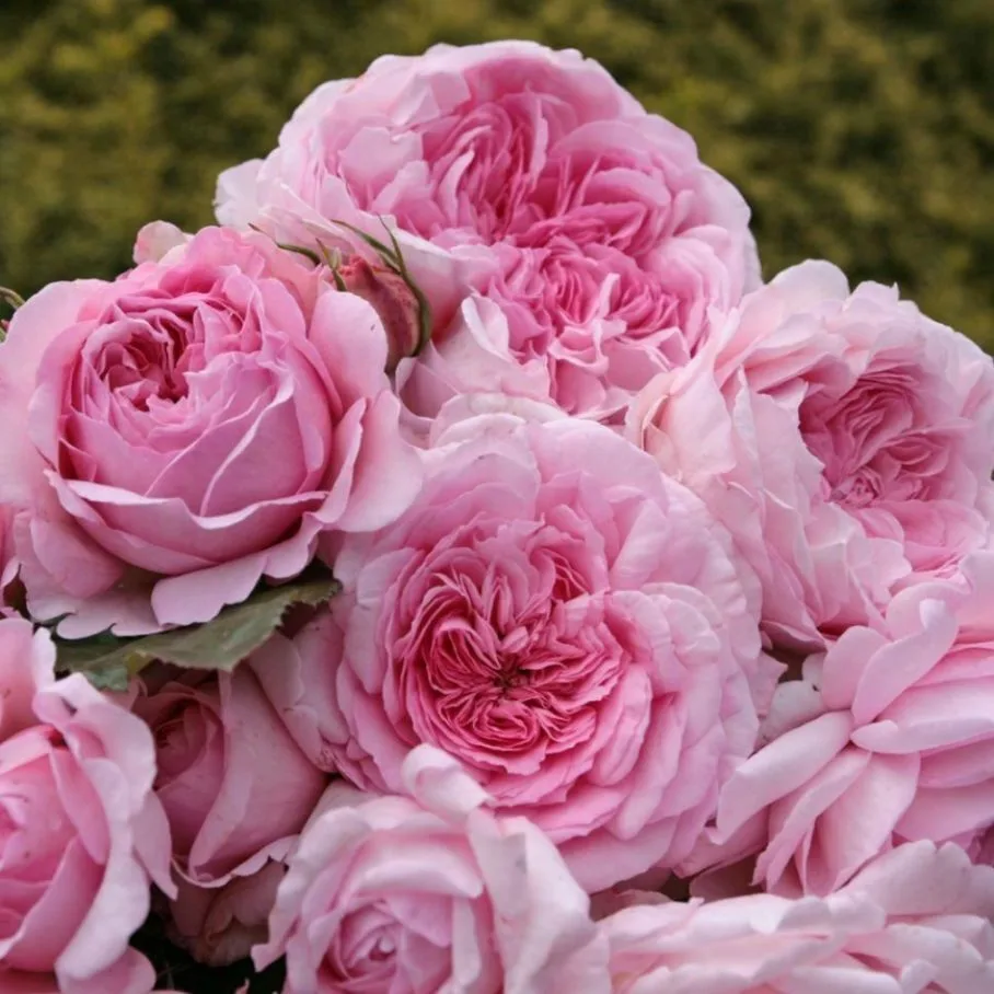 Александра Принцесса Люксембургская W. Kordes & Sons Германия, 2000