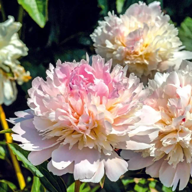 Алерти (Alertie)