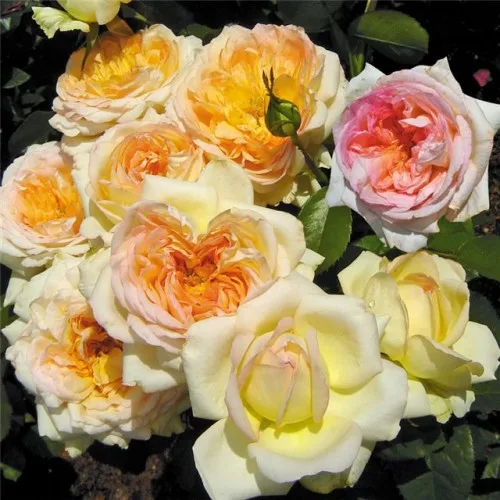 Альфонс ДоДэ (Alphonse Daudet) Meilland, 1997