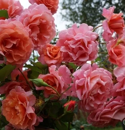 Али Баба (Alibaba)Christopher H. Warner Англия 2007