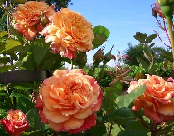 Алоха (Aloha) Kordes Германия 2003