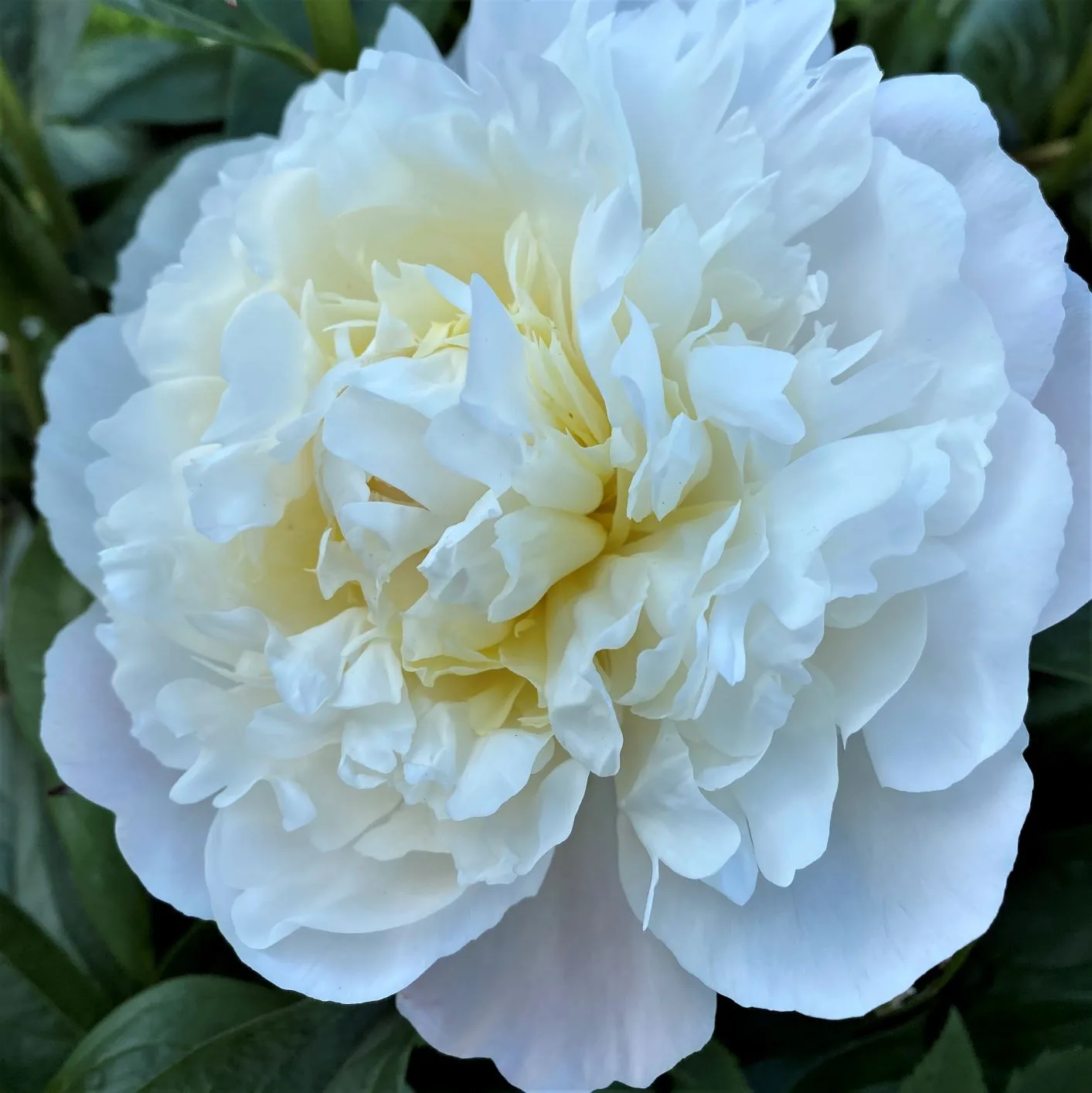 Amalia Olson НОВИНКА