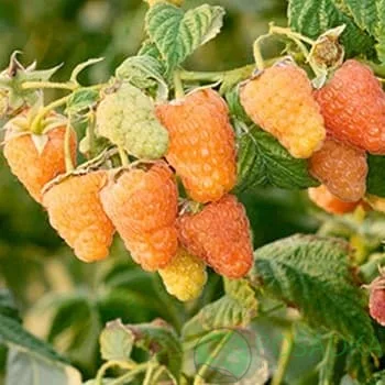 Амира желтая