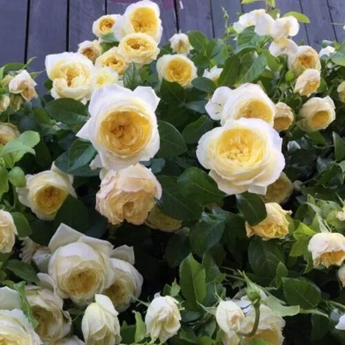 Амнести Интернешнл (Amnesty international)Delbard Франция 2015