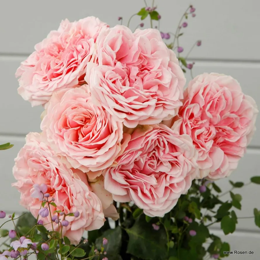 Амороза (Amorosa)