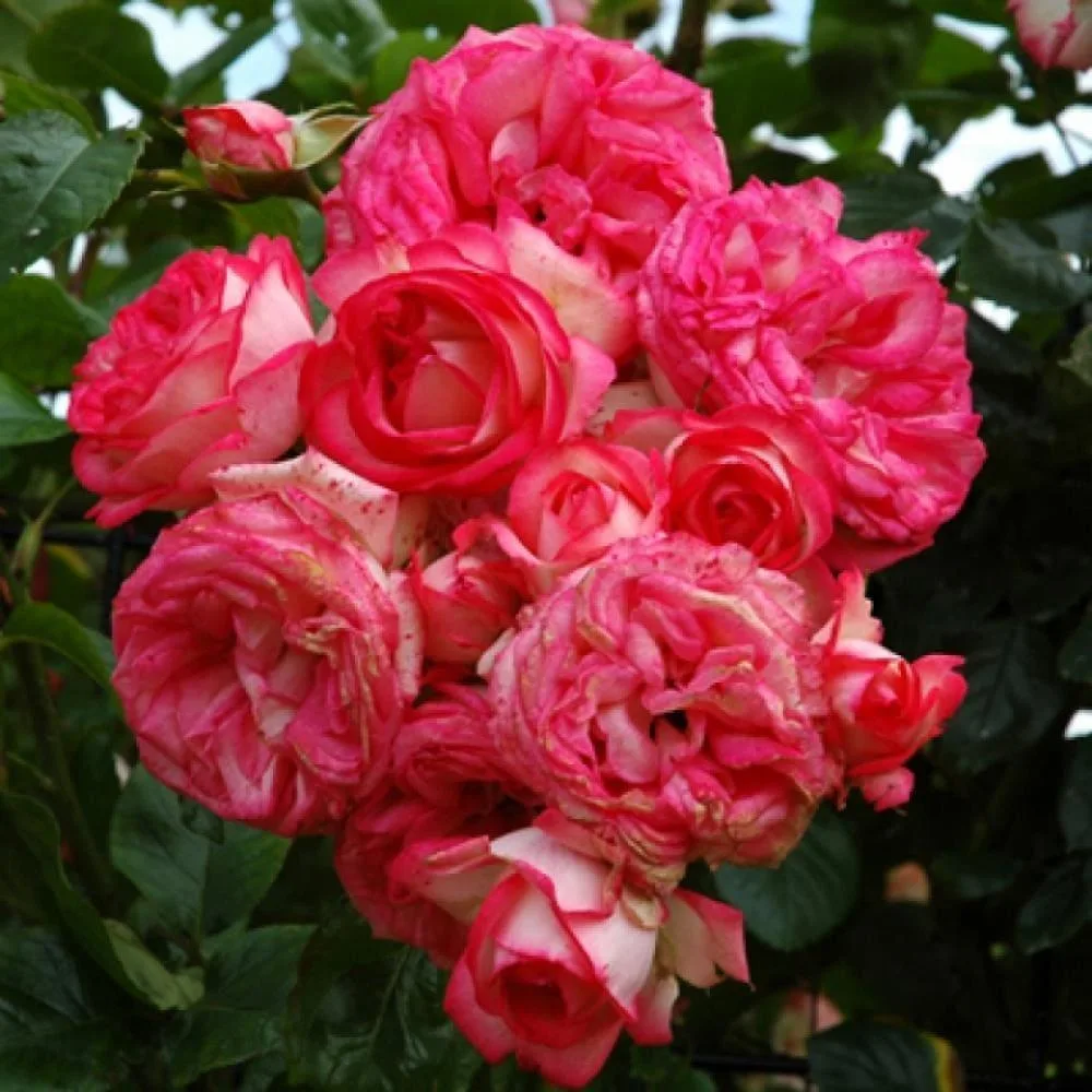 Антик (Antike) Kordes Германия 1988