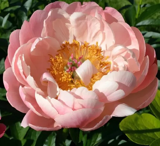 Apricot Whisper НОВИНКА (Априкот Виспер)