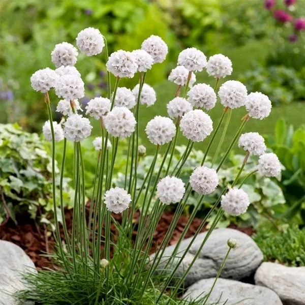 Армерия белая Альба