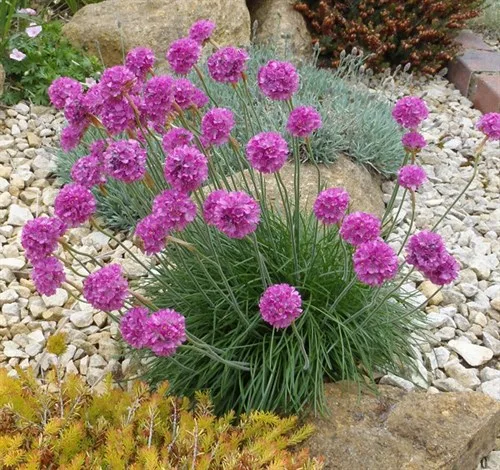 Армерия розовая великолепная