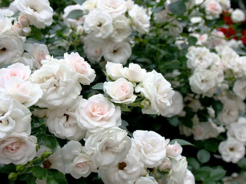 Аспирин Роуз ( Aspirin-Rose) Tantau 1997