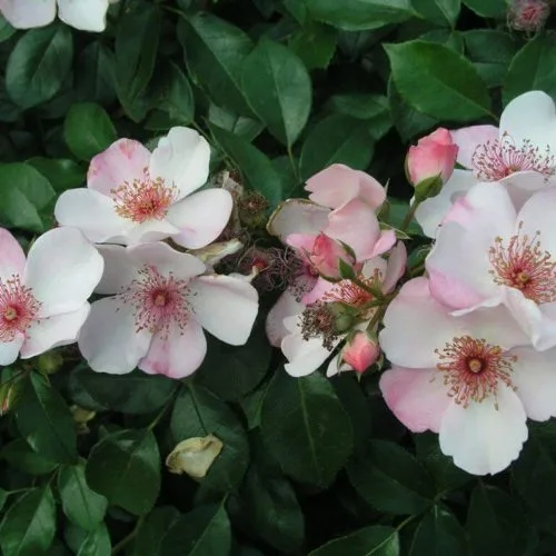 Астрономия (Astronomia) Jacques Mouchotte Франция, 2006