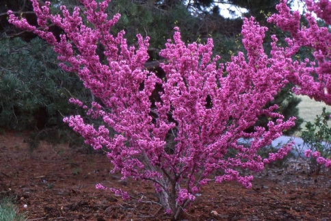 Багряник (Церцис) Канадский