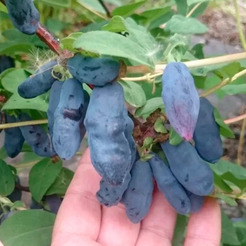 Бакчарский великан