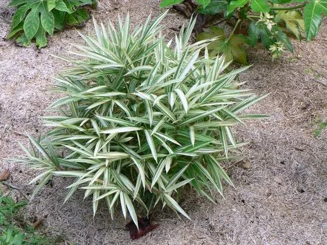 Бамбук Плейобластус Вариегата