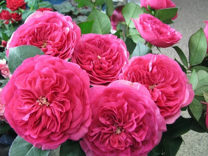 Баронесса (Baronesse) Tantau Германия 2009