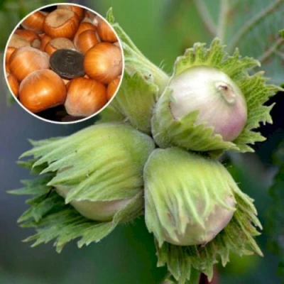 барселонский