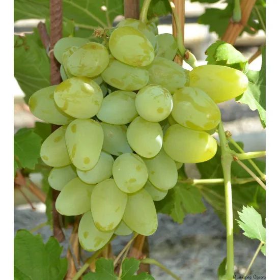 Бажена (столовый)