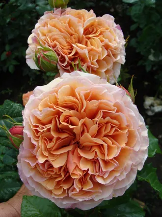 Belle d’Anjou (Бэль де Анжу) Massad Франция 2018