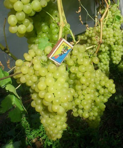 Виноград Белое Пламя (кишмиш)