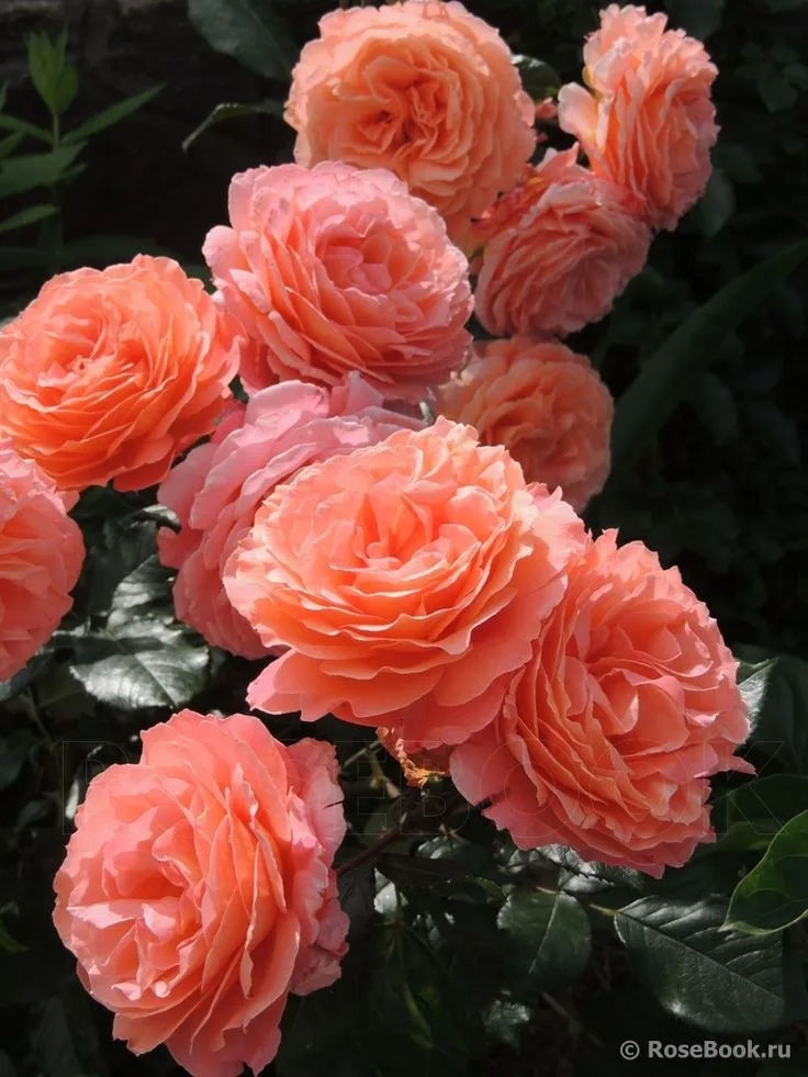 Бельведер (Belvedere ) Tantau Германия 2001