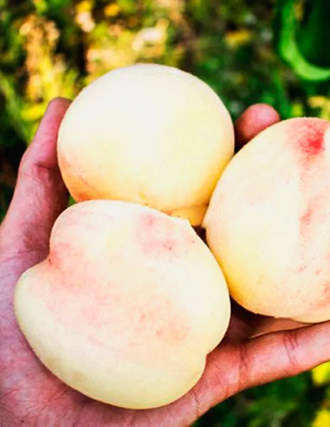 Белый лебедь