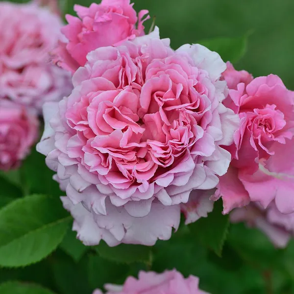 Бьенвеню (Bienvenue)Delbard Франция 1999