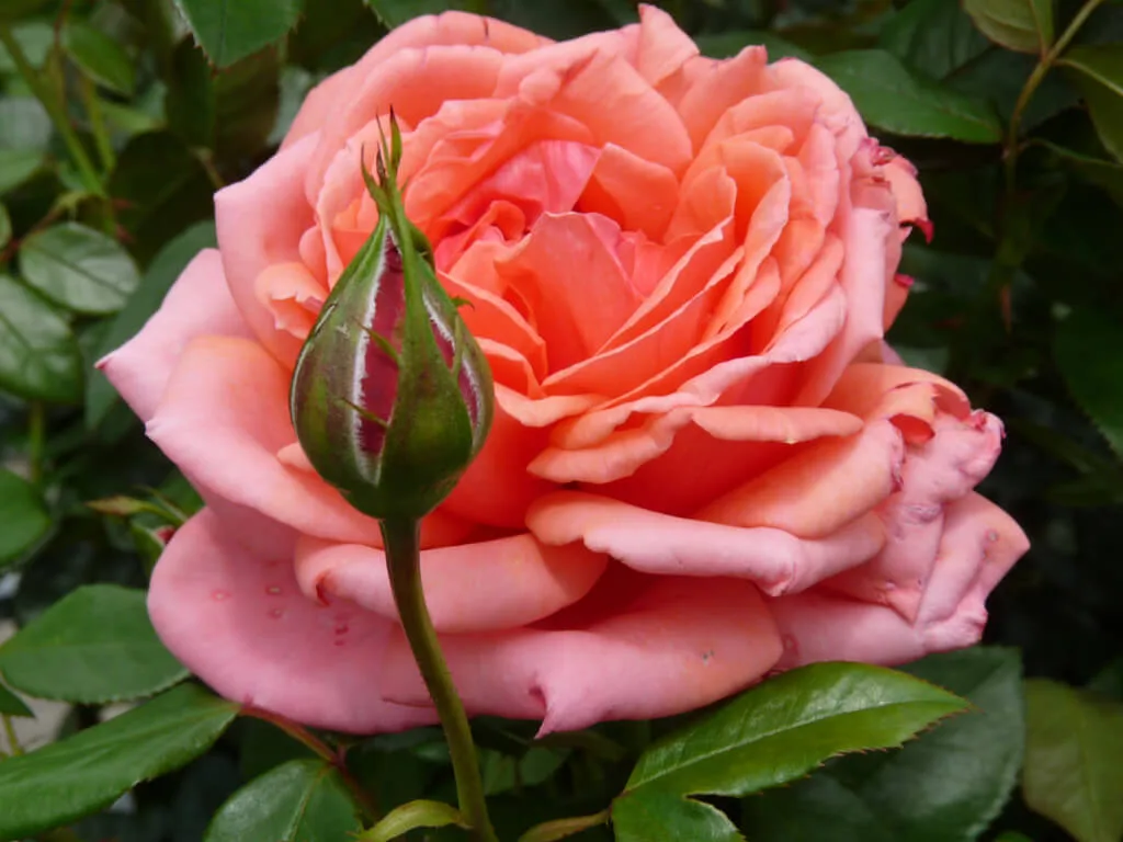 Бермуда (Bermuda) Interplant Нидерланды 2006