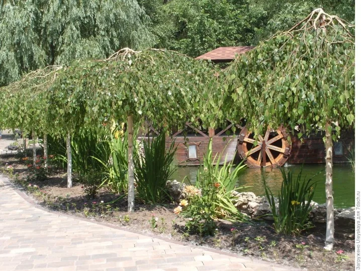 Берёза плакучая (Betula pendula)