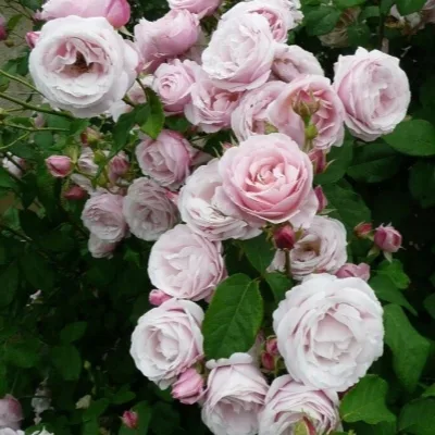 Бийе Ду (Billet Doux) G. Delbard Франция 2010