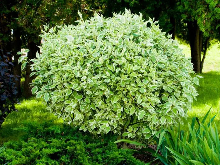 Бирючина пестролистная белая