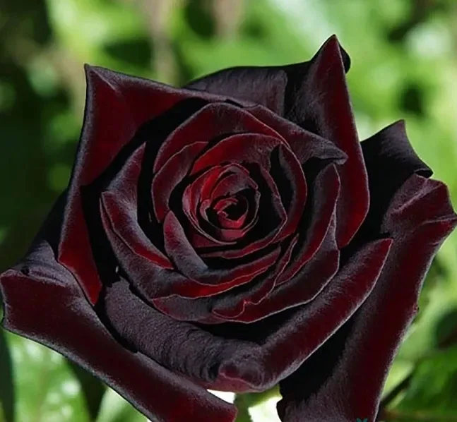 Блек Баккара (Black Baccara )