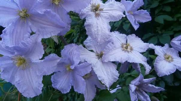 Blue Angel (Блю Ангел)