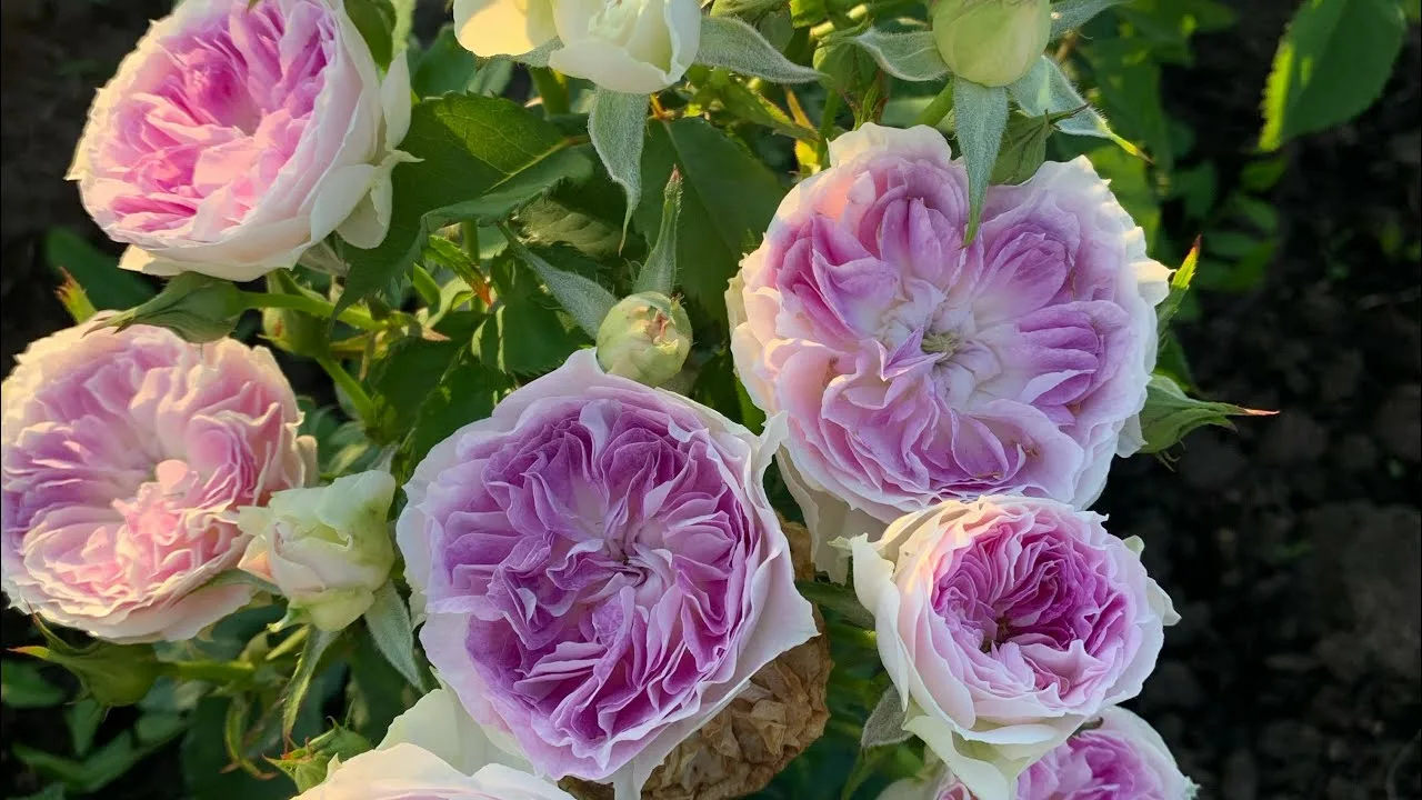 Blue Moon Stone (Голубой Лунный Камень)Kawamoto Япония 2018