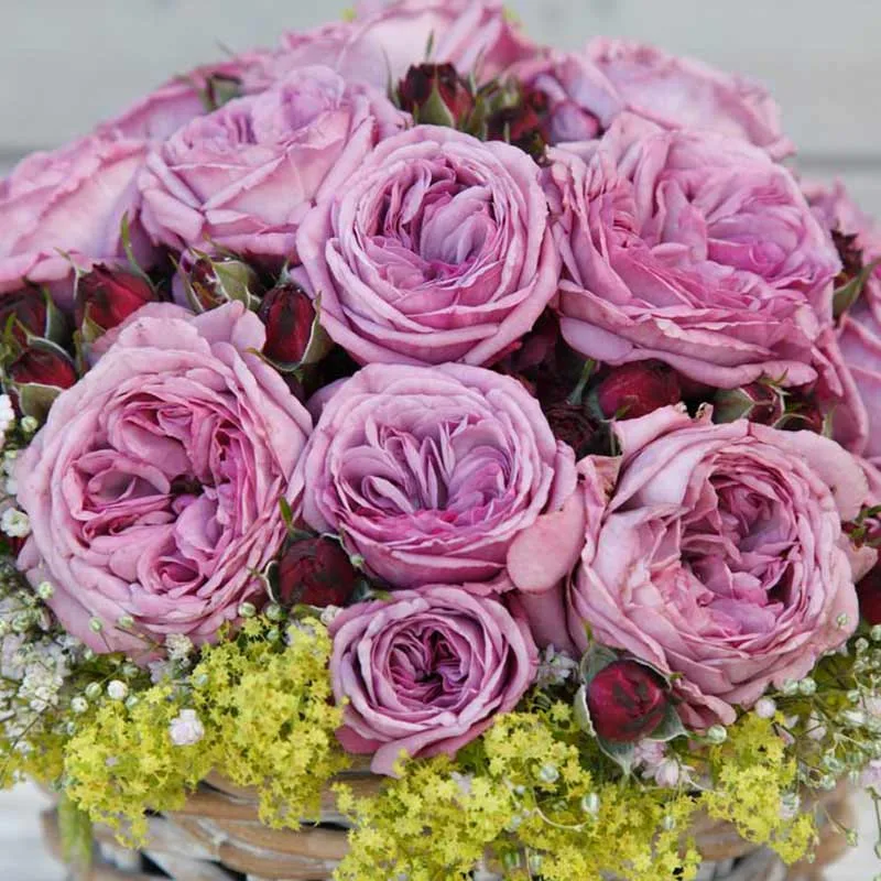 Блю Скай Фрилендер (Blue Sky Freelander) Tantau Германия 1964