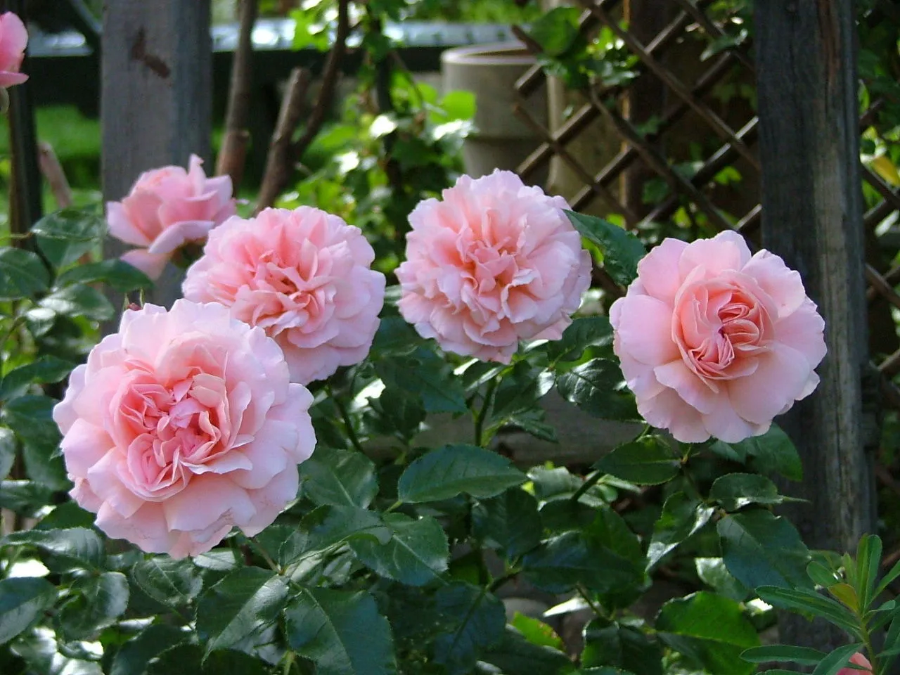 Боттичелли (Botticelli)  Meilland Франция, 2004