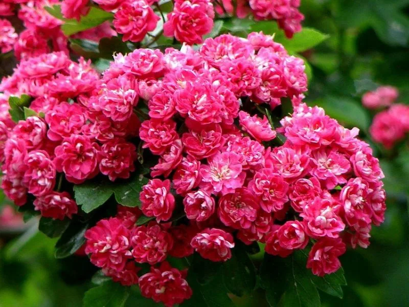 Боярышник Пауль Скарлет