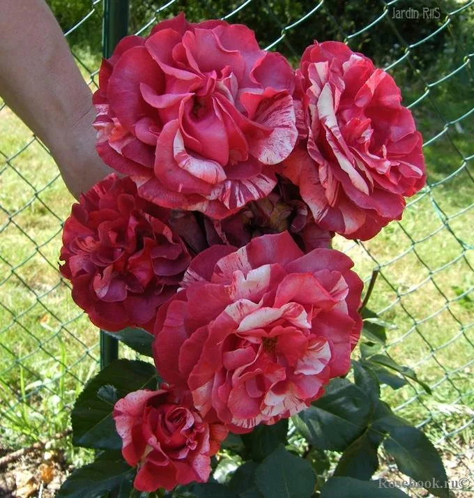 Брауни (GP Brownie) Simpson Франция 2009