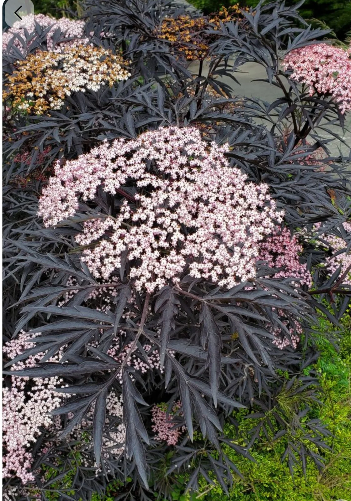 Бузина черная «Блэк Лейс» Black Lace, «Черное кружево»