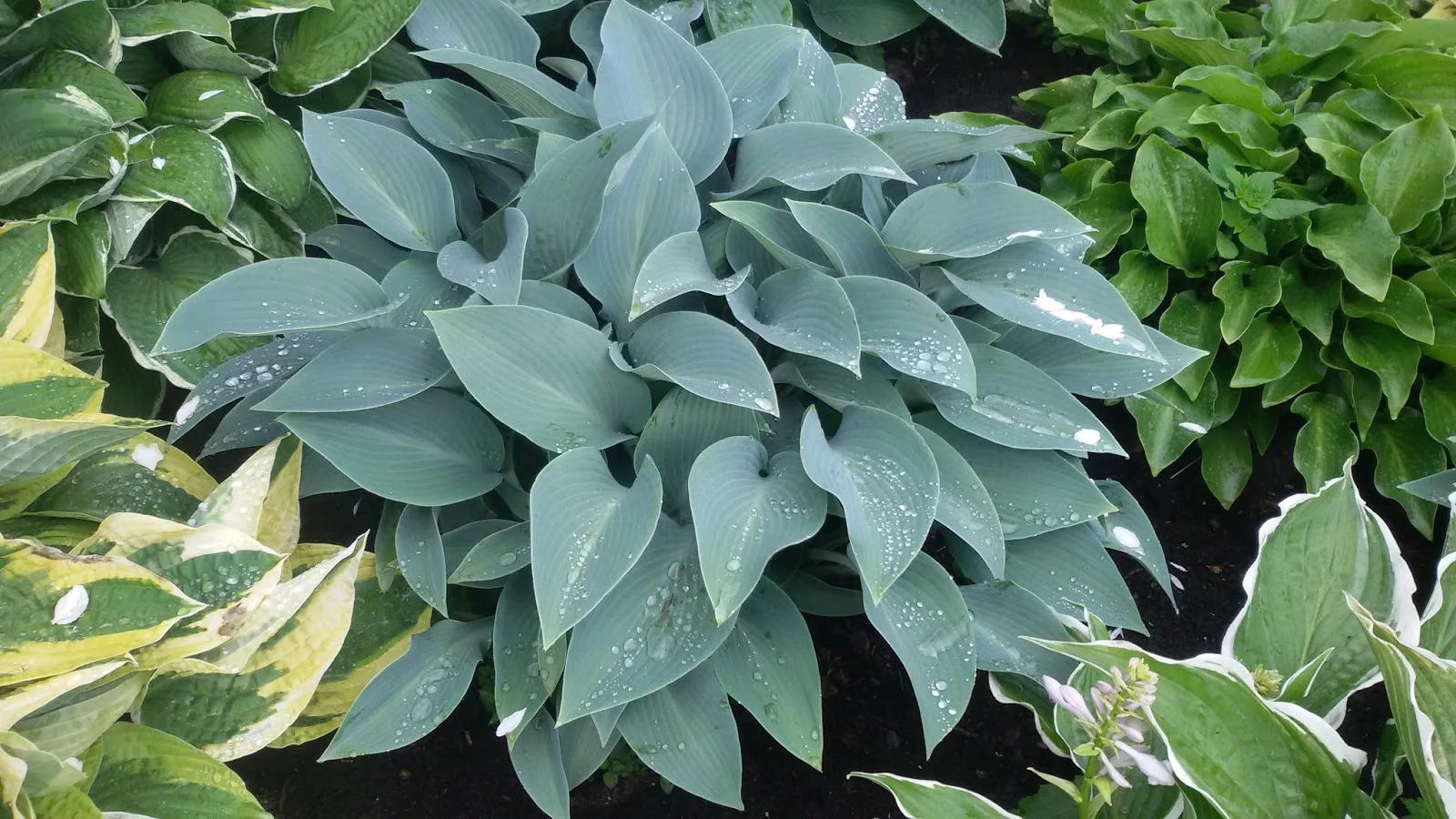 Canadian Blue (Канадиан Блю)