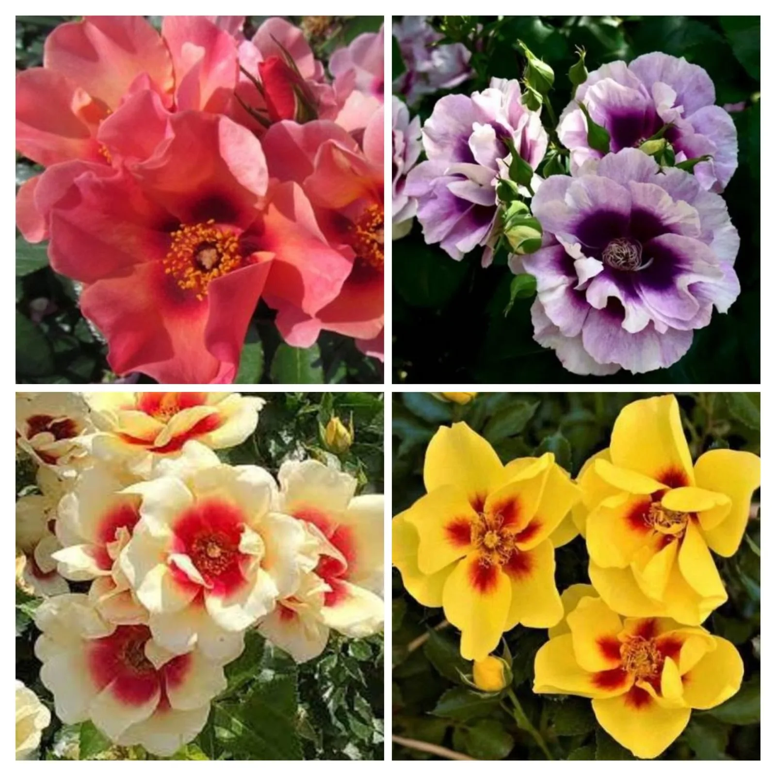 Гультемии персидской