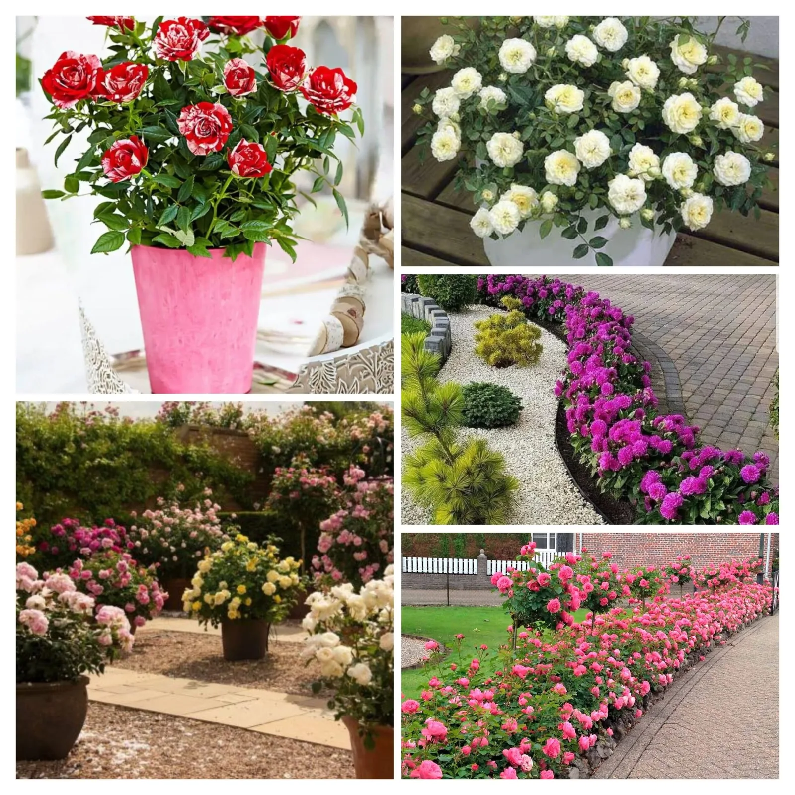 Мини, патио