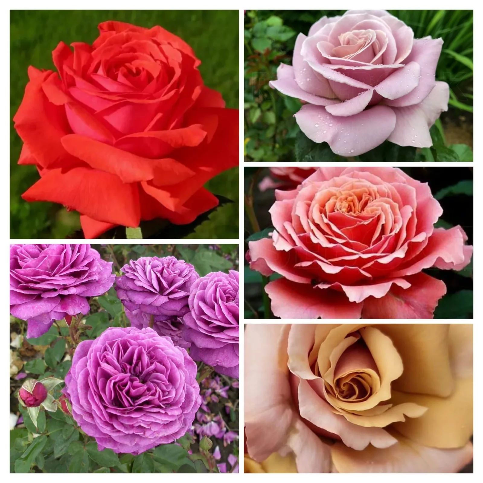 Новозеландские