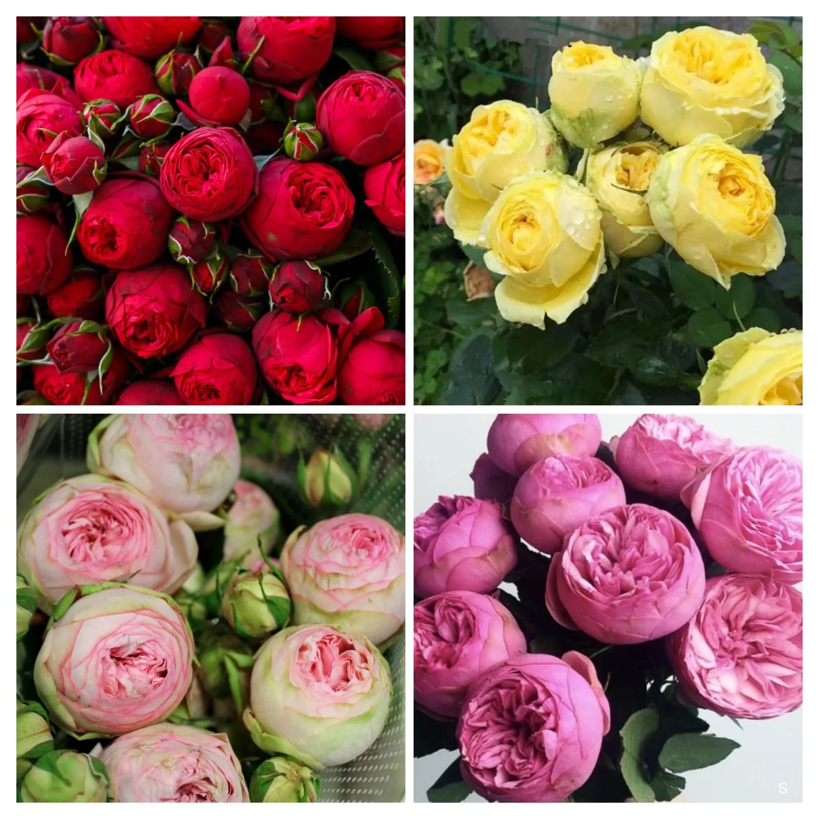 Пионовидные